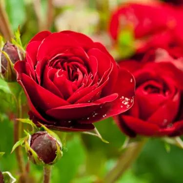 20 berømte roser - opkaldt efter de kendte